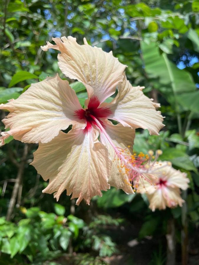 Casa Aracuã Trancoso Villa Dış mekan fotoğraf